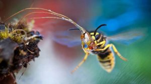 Fluttering wasp pollinating