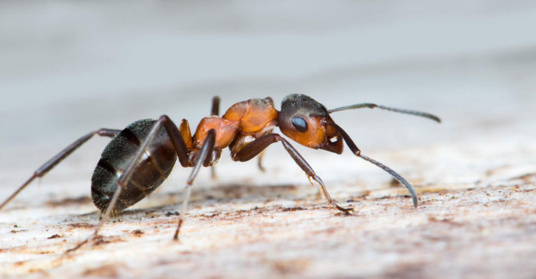 Crawling ant