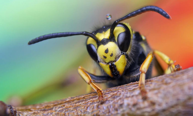 Wasp posing on branch