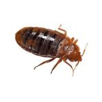 Bed Bugs-Agent-Pest-Control-Utah Info about Bed Bugs by Agent Pest Control of Utah: Bed bugs feed on human blood, typically during the night, and their bites can cause discomfort and irritation. They are small, flat, and reddish-brown insects that can hide in cracks and crevices of furniture, walls, and bedding. They can easily spread from one location to another by hitchhiking on clothing, luggage, or other personal belongings. Once inside a home, bed bugs can quickly infest the entire house, making it difficult to eradicate them completely. Bed bugs can also cause psychological distress and anxiety for those who are affected by them. The fear of being bitten during sleep and the stigma associated with bed bug infestations can lead to sleep deprivation, stress, and social isolation. In addition, bed bug infestations can be challenging to treat, as they can become resistant to pesticides, and multiple treatments may be necessary to eliminate them. Therefore, it is important to take preventive measures to avoid bed bug infestations and protect the health and well-being of household members. Need some help with Bed Bugs? Contact Agent Pest Control of Utah, Click Here