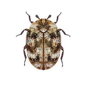 Clover-Mites-Agent-Pest-Control-Utah