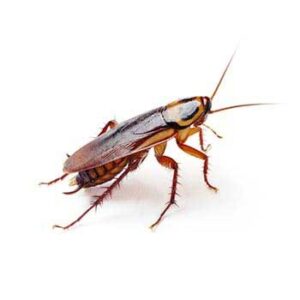 Cockroaches-Agent-Pest-Control-Utah