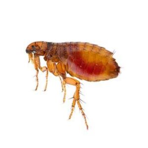Fleas-Agent-Pest-Control-Utah