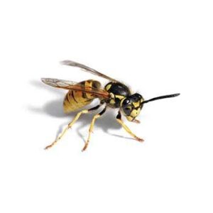 Wasps-Agent-Pest-Control-Utah