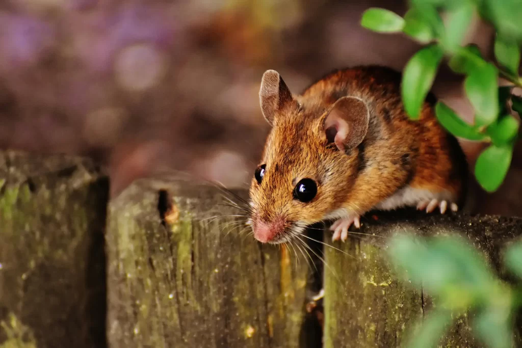 Close up of mouse outdoors.