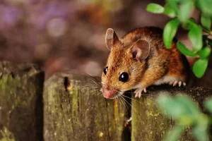 Close up of mouse outdoors.
