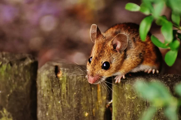 pest control mice and rodents