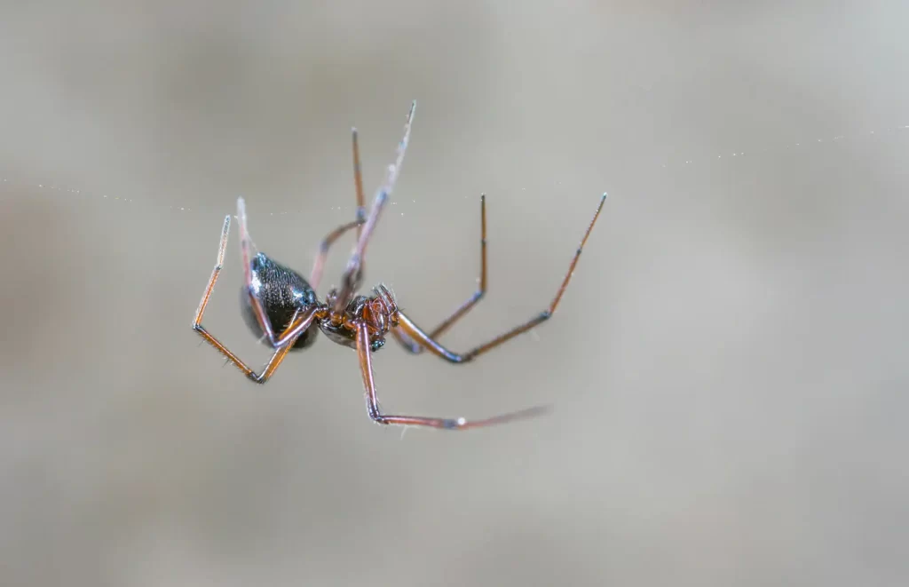 Spider crawling on web