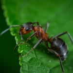 Red fire ant