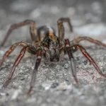 Wolf Spider