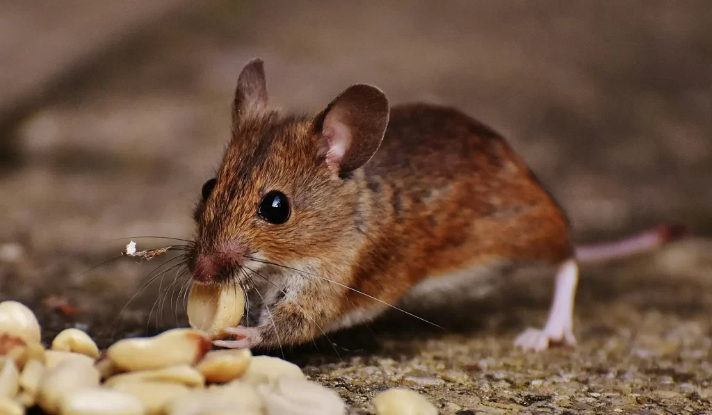 Mouse eating food