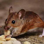 Mouse eating food