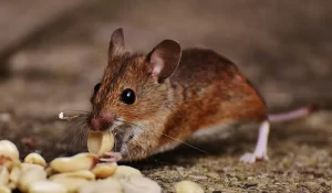Mouse eating food
