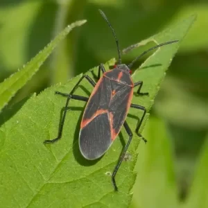 Boxelder bug