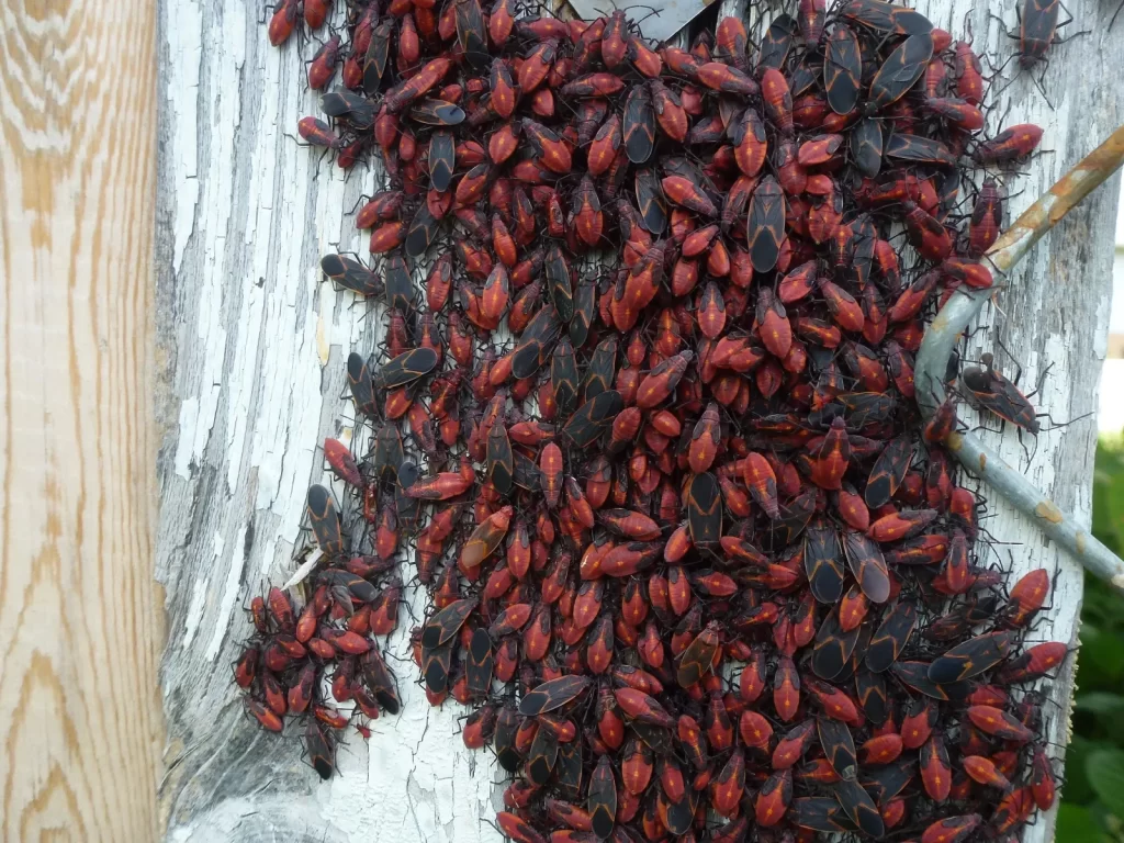 Boxelder bug swarm