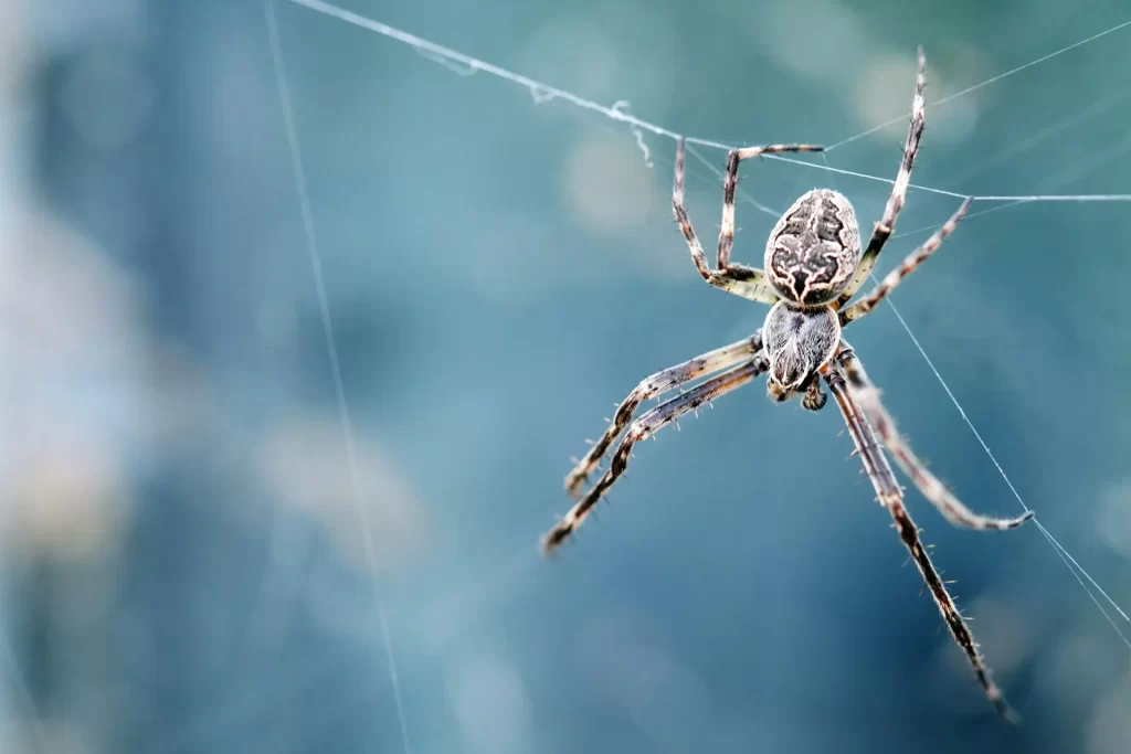 Spider in web