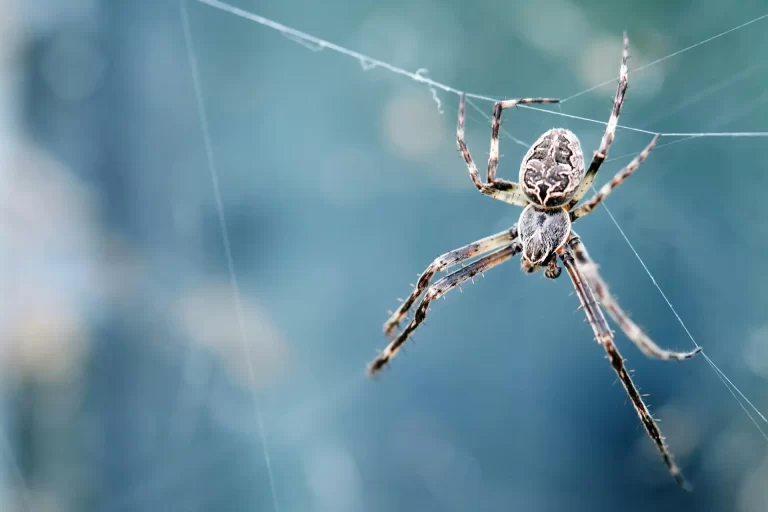 Spider in web