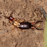 Earwig