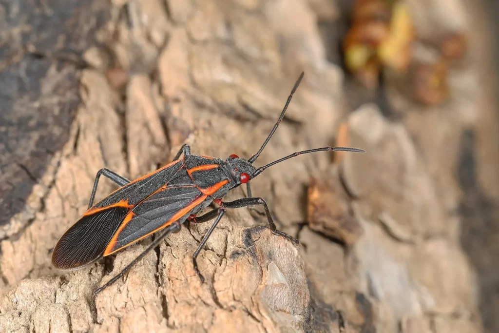 Boxelder bug