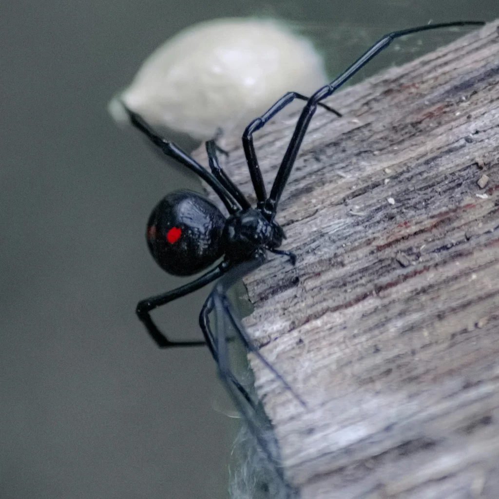 Black Widow Spider