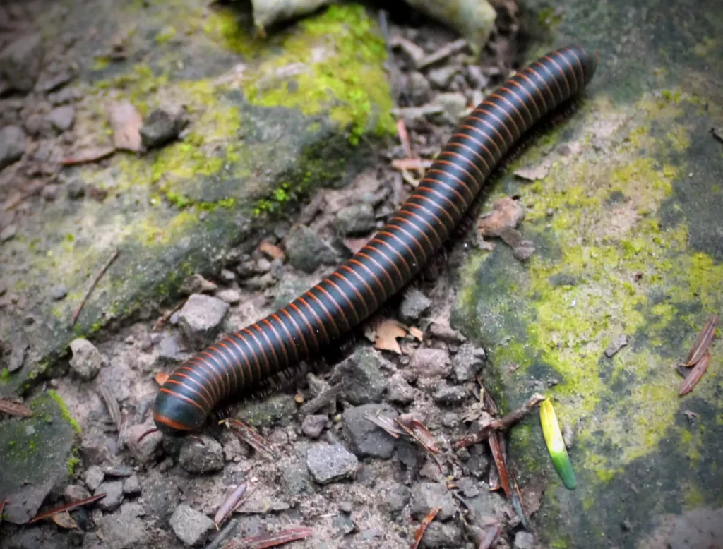 American millipede
