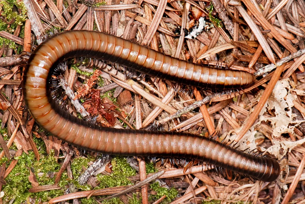 Julid Millipede