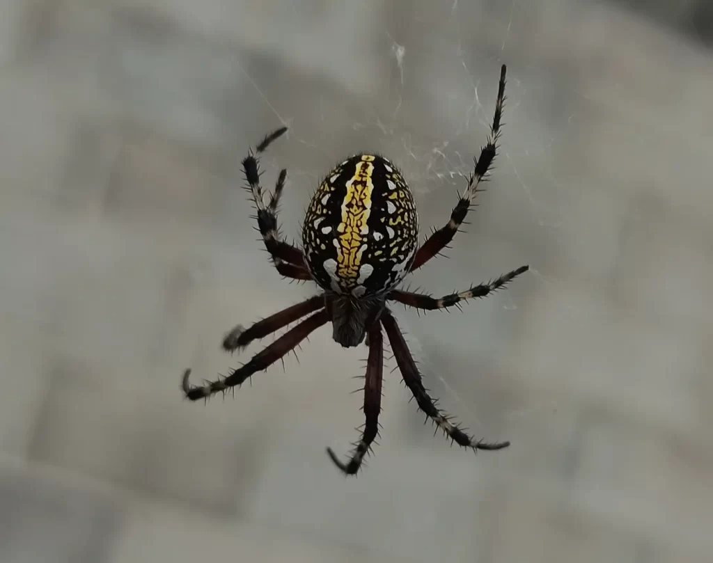 Western spotted orb weaver