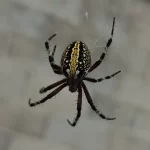 Western spotted orb weaver