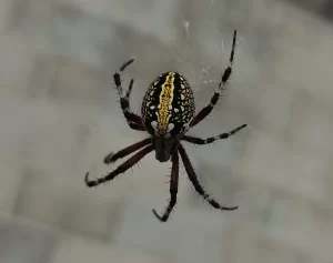 Western spotted orb weaver