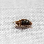 Bed Bug on fabric