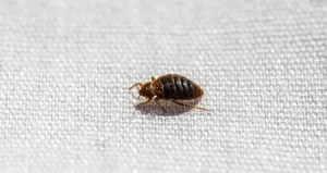 Bed Bug on fabric