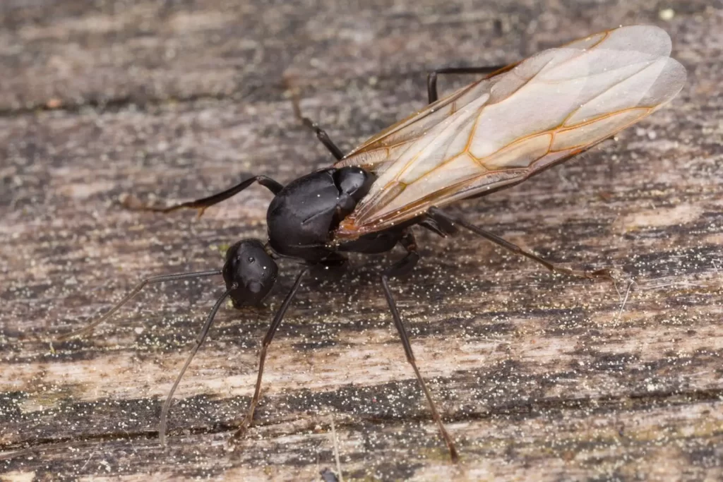 Carpenter ant (male)