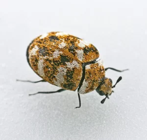 Carpet beetle