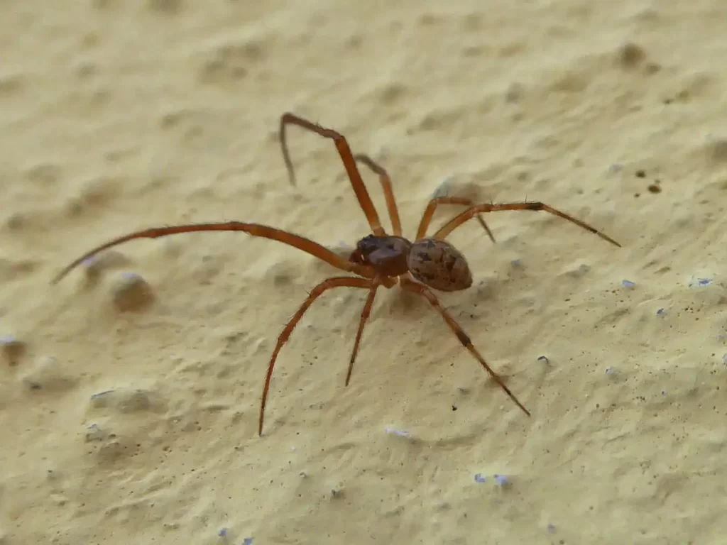 Common house spider
