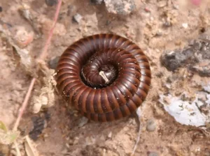 Desert millipede