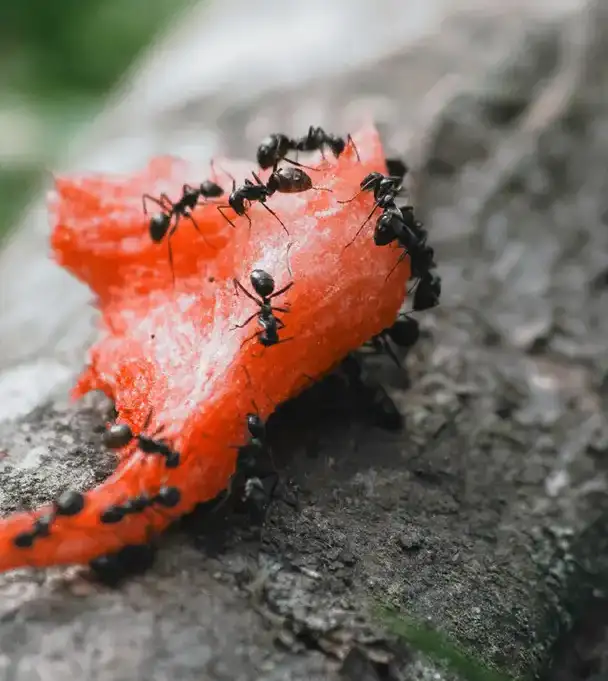 Ants eating watermelon