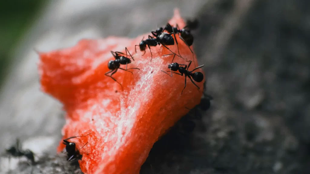 Black ant