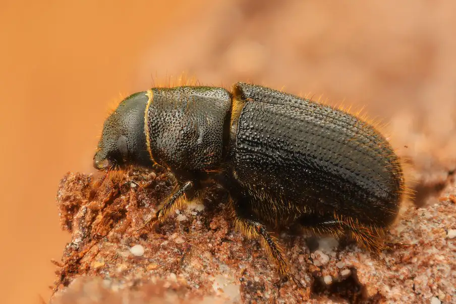 European Spruce Bark Beetle