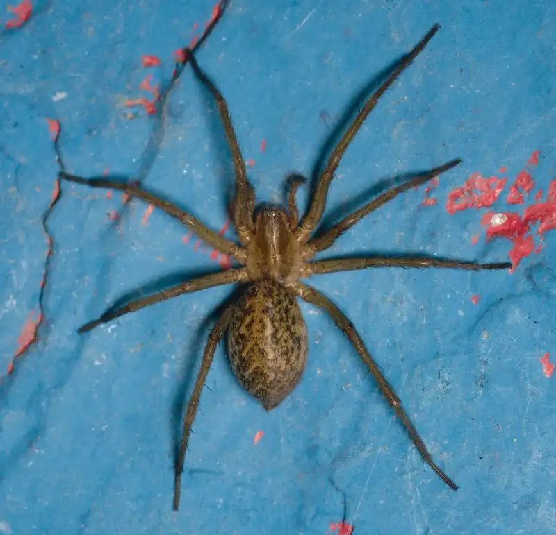 Hobo spider