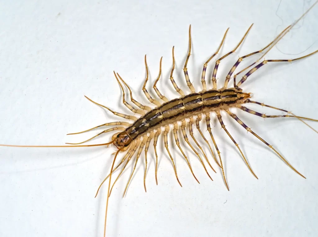 House centipede