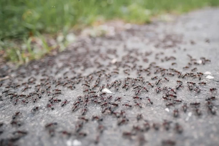 Pavement Ants