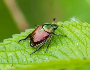 Japanese beetle