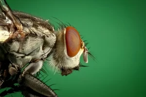House fly pest control