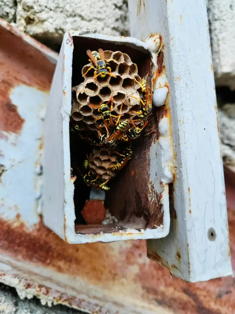 Wasps building nest in utility box