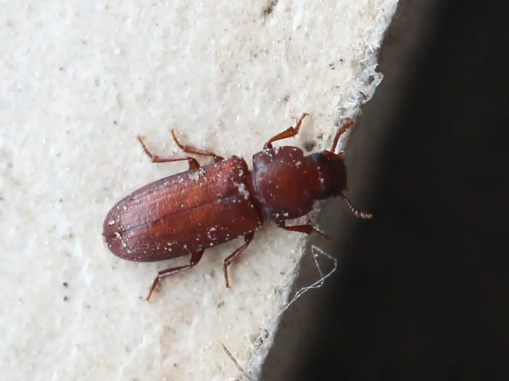 Red Flour Beetle