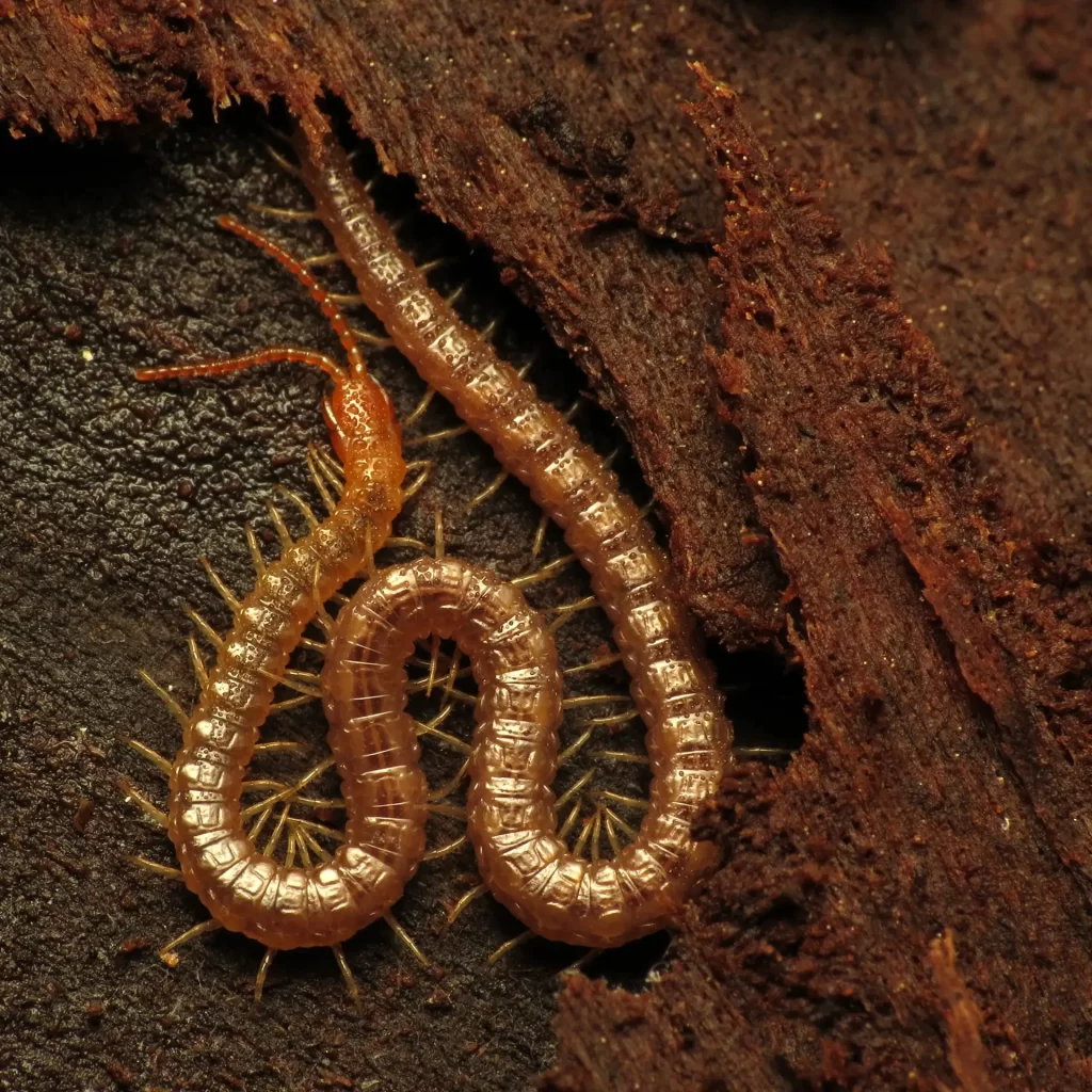 Soil centipede