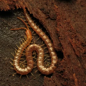 Soil centipede