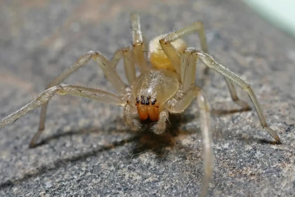 Yellow sac spider
