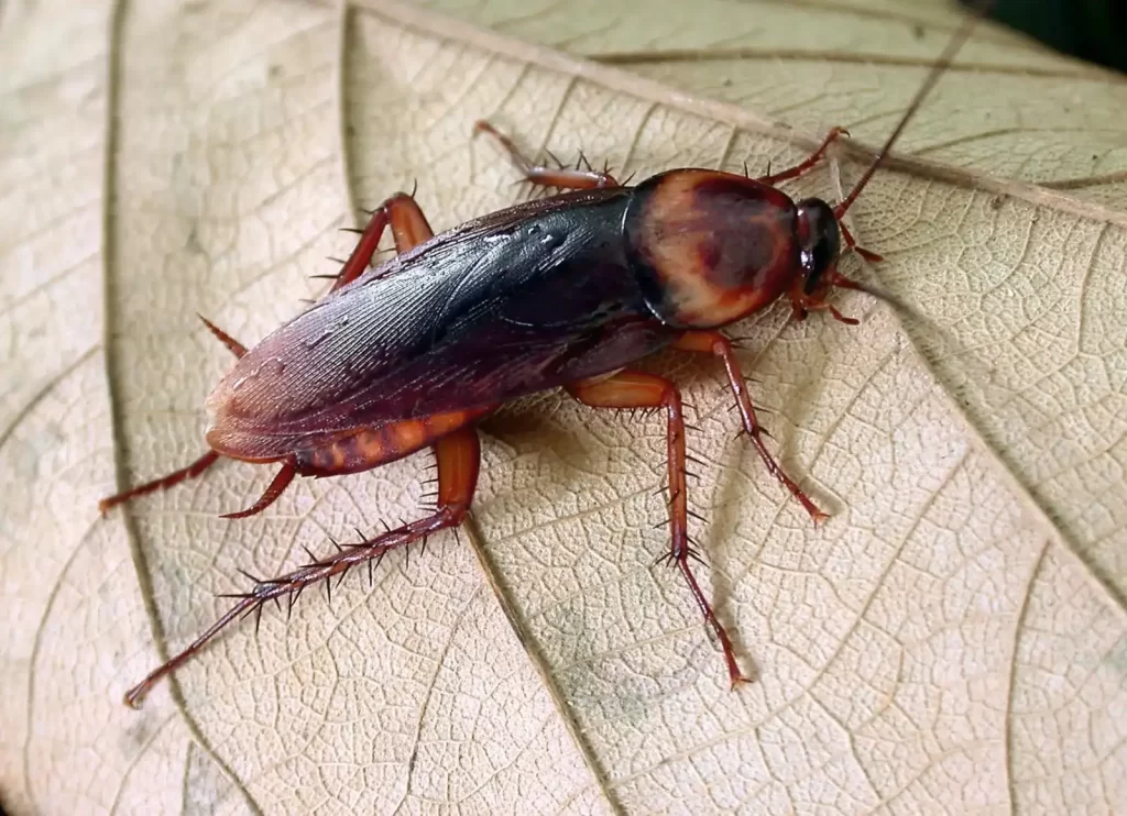 American Cockroach (Periplaneta americana)