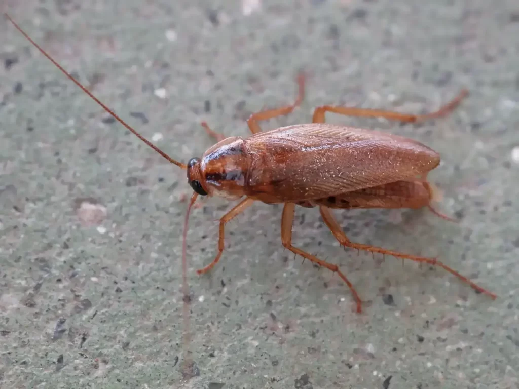 German Cockroach (Blattodea cascuda)